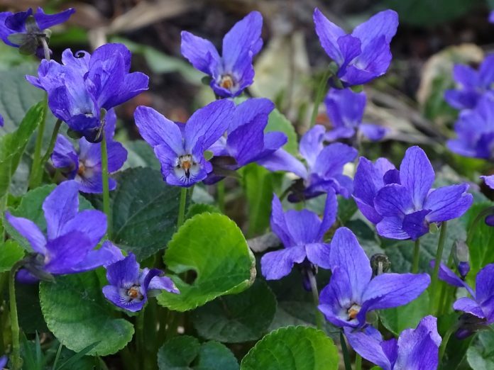 ibolya