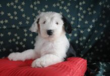 Magyar tulajdonú bobtail lett a világ legszebb kutyája Bolognában
